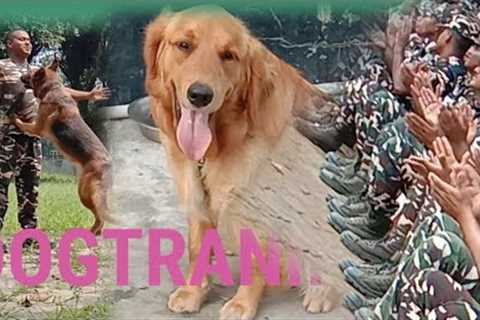 Dog training at SSB | how to train your dog  | puppy training  | funny dog video