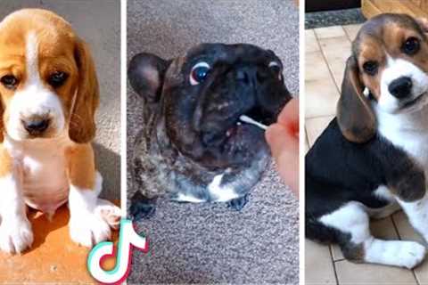 Best Viral DOGS on the Internet! 🐶 Funny Dogs Compilation! 🐶