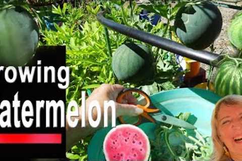 Growing Watermelon Hanging in Container Gardening Tips Vertically on Trellis Sugar Baby Watermelon