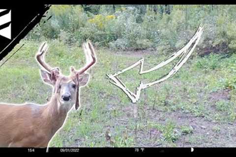 Spook Less Deer with These Trail Camera Tips
