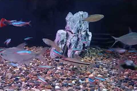 Colorful Fishes In The Aquarium #aquaruim #fishes
