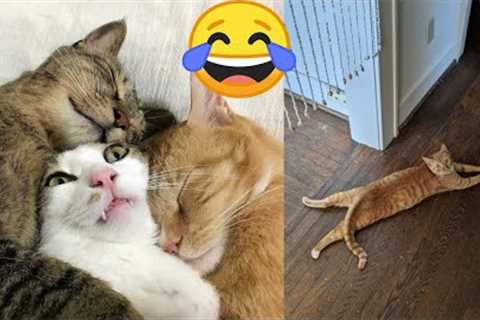 funny videos Youtube &amp; Animals Videos Clips Cats