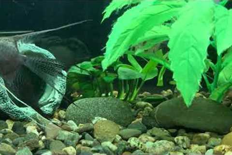 Care and maintenance of aquarium #fish scalars