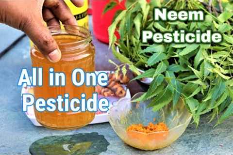 How to make organic Neem pesticide at home || Best natural pesticide from neem leaves and turmeric