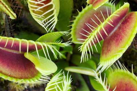 Beginner’s Guide to Carnivorous Houseplants