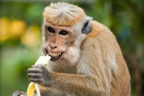 Funny Animal Video Try not to laugh- best Cats 😹 and Dogs🐶 videos of 2022!#2