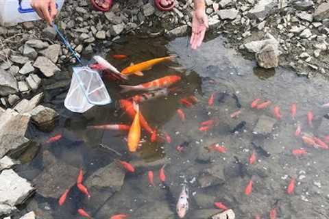Wow so lucky! Catch KOIs and colorful fish with bare hands in the water hole