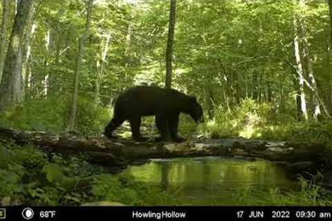 Wilderness Trail Cam