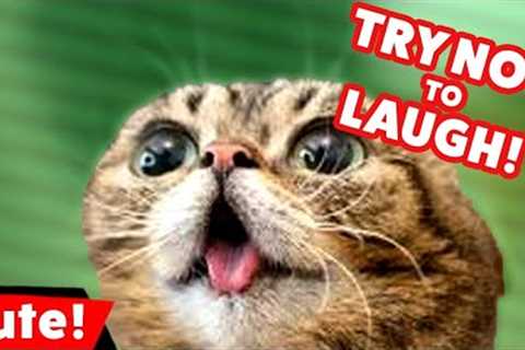 Funniest Kittens  -  Cute Funny Dog and Cat Videos - Part 2