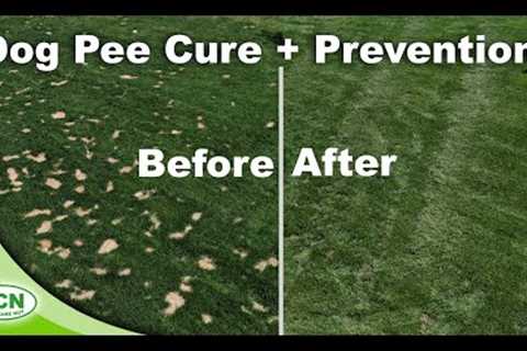 How To Prevent and Cure Dog Urine Spots In Lawns | Brown Spots