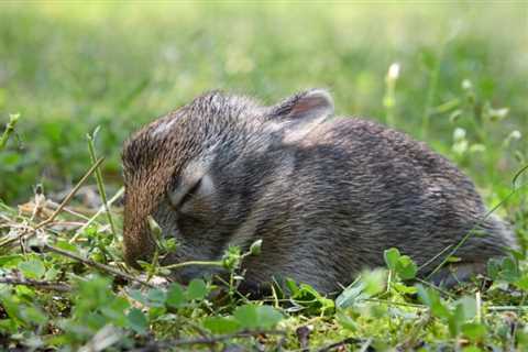 Hmm, Why Are Rabbits Born Blind?