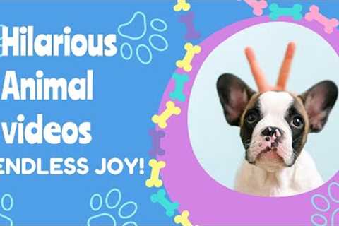 Funny animals - Funny cats / dogs //Funny animal videos 😹 (Best Compilation of Funny PETS) #2