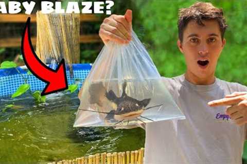 SURPRISING BASS FISHING PRODUCTIONS WITH A EXOTIC CATFISH