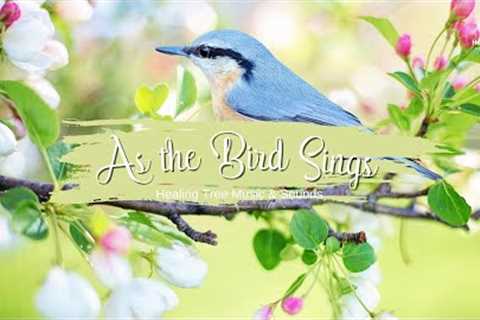 As the Bird Sings - Music With Beautiful Nature For Reduce Stress | Healing Tree Music &amp; Sounds