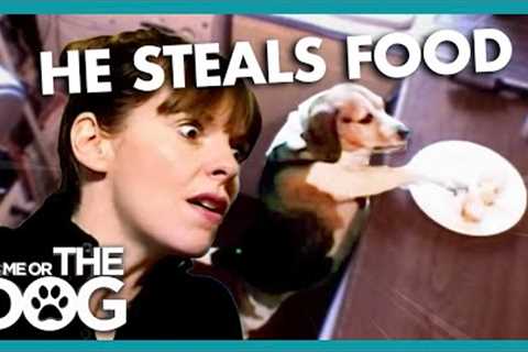 Overweight Beagle Shamelessly Steals His Family's Dinners | It's Me or The Dog