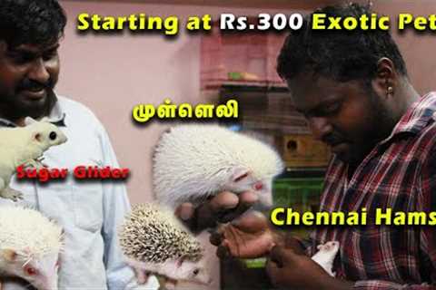 Tamed Exotic Pets in Chennai | Chennai Hamsters | Iguana, Sugar Glider | Part-1