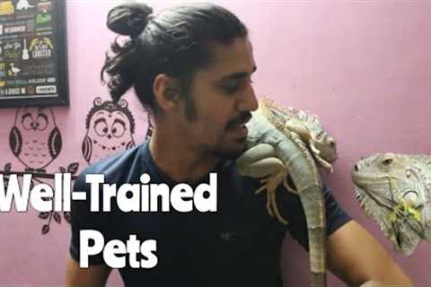 My Well- TRAINED LIZARD | Wildly Indian