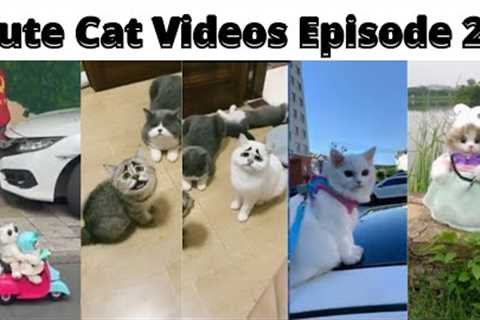 Funny cat videos || Cute Cat videos|| Cat videos for cats to watch  #Ep20