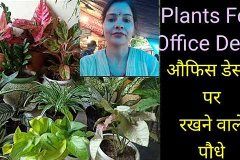 Top Plants For Office Desk/Desktop Plants@Gardening with Geet Kumar