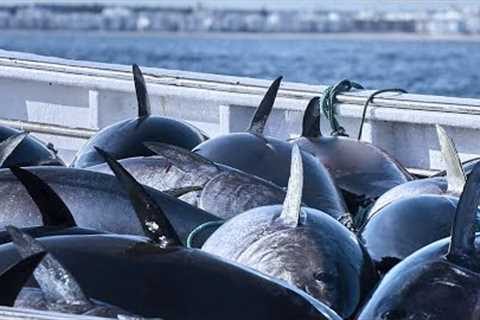 Amazing Giant Bluefin Tuna Catching on The Sea With Modern Big Boat - Fastest Tuna Fishing Net