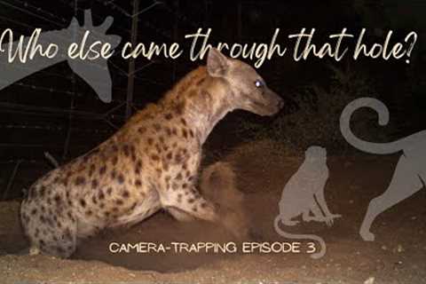How many different animal species can I capture on my trail camera in one month?