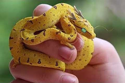 6 Most Unique Exotic Reptiles in the World