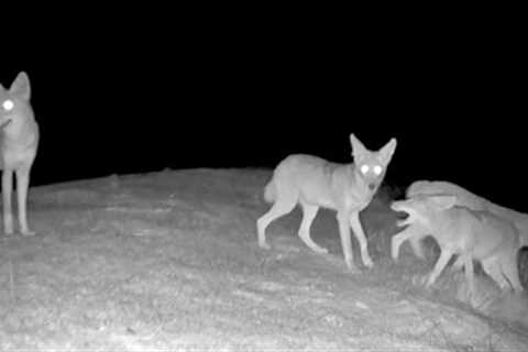 TrailCam Weekly Digest - September Part 1-  2022 - Field testing New Campark TC07