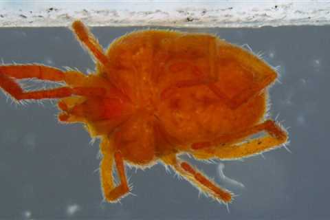 What Are Clover Mites and How Do I Get Rid of Them?