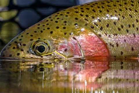 Hopper Season: Fly Fishing for Trout on the Williamson River