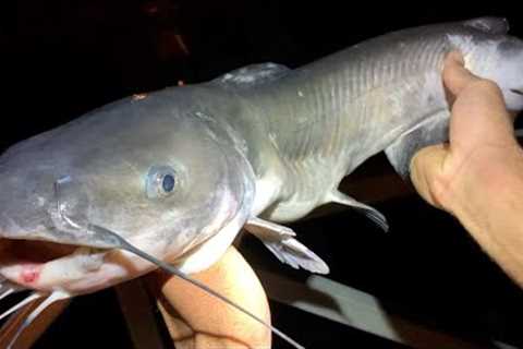 【Catch And Cook】I Heard You Catch BIG Catfish With Liver