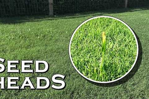 Unsightly Seed Heads in Your Lawn &amp; What They Mean