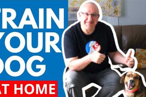 TRAINING DOGS WITHOUT TREATS TIPS AND SOLUTIONS