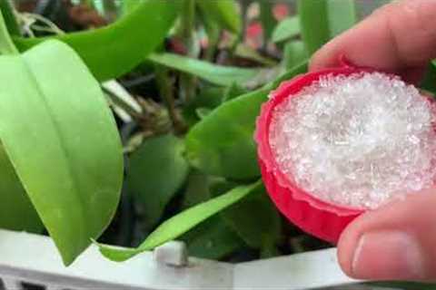 BEST FERTLIZER For ORCHIDS AND ALL PLANTS FAST GROWING🌺#najisworld #chemicalfertilizers #orchid