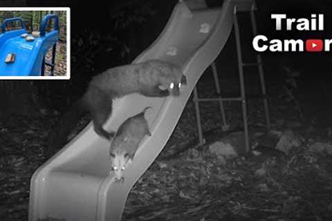 Wildlife Go Sliding! [TRAIL CAMERA] - Peanut Butter and Jelly Sandwitch