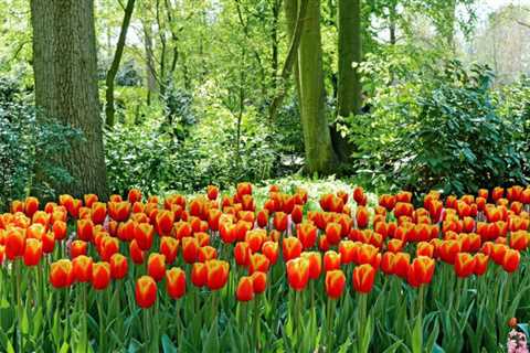 10 Tips for Planting Bulbs