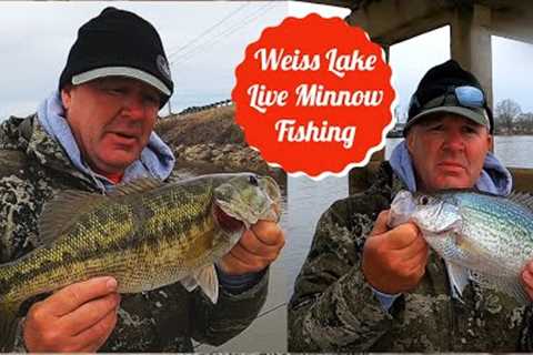 Weiss Lake Live Minnow Fishing