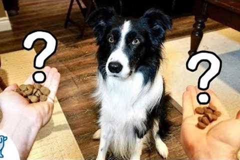 A Game That Teaches Your Dog Self-Control - Professional Dog Training Tips