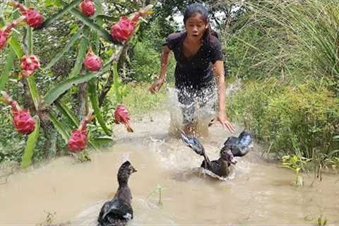 Catch water duck and Pick ripe dragon fruit for food in jungle - Survival skills in forest
