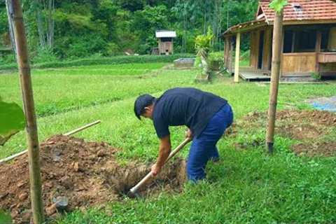 Hoe a big hole, Plant more grapes and water spinach - Green Forest life - Day 252