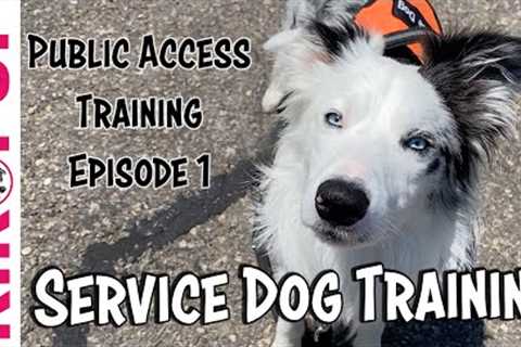 Service Dog Training - Public Access Training Tips - Episode 1