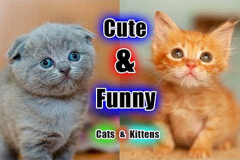 baby kittens meowing - cute cat videos ll cats funny videos