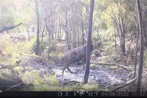Sambar Stag Caught on Trail-cam Mid Hunt
