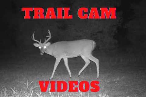 Trail camera videos | Creek Rise Critter Cams