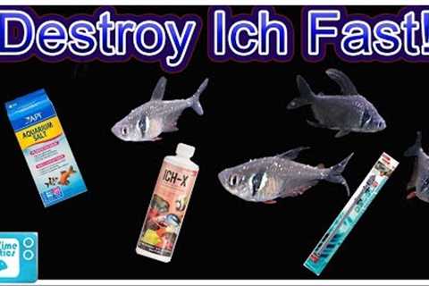 How To Treat ICH In Fish and Clear Infection FAST! Complete Guide From a Microbiology Perspective