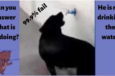 best funny cat and dog videos 2022