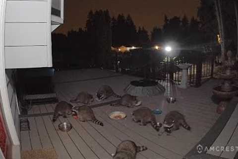 Amcrest Video Doorbell Camera Pro footage of raccoons