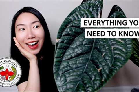HUGE Anthurium Luxurian Unboxing &amp; EVERYTHING You Need to Know About Ecuagenera (Tips + Promo..