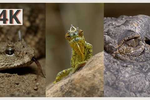 Incredible Wildlife Video of Reptiles In 4K | 1 Hour Animal Sounds with Relaxing Music