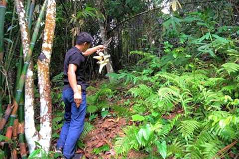 Today DAU picked a lot of bamboo shoots, Check out the hive on the old farm - Green Forest life