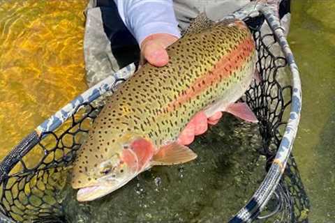 BRUISER BROWN TROUT &amp; MONSTER RAINBOWS (Fly Fishing)